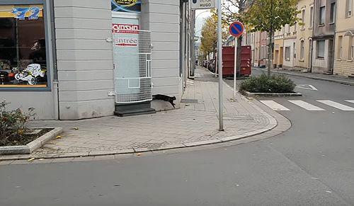 cat_sees_rat.jpg