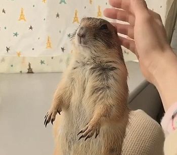 hooman.jpg