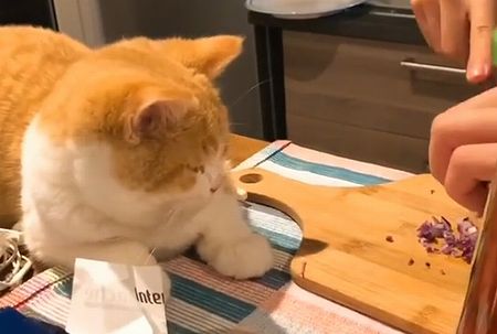 cutting_onions.jpg