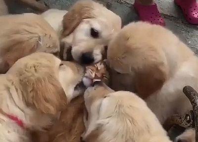 We_love_the_kitty.jpg