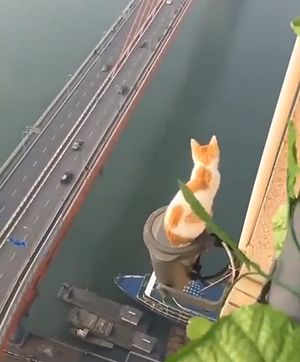 Hope_the_cat_made_it_home.jpg