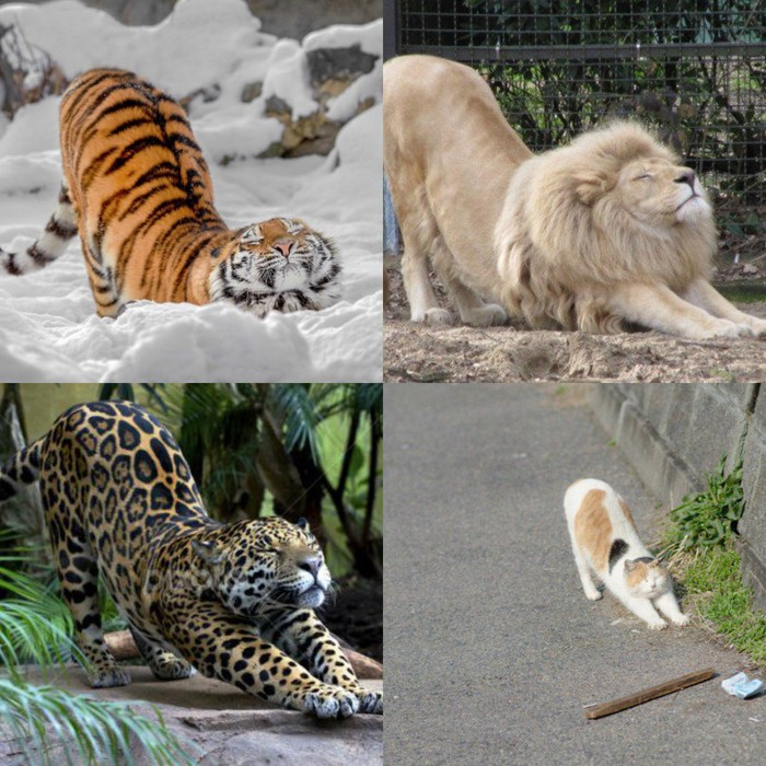 Cats_will_be_cats.png