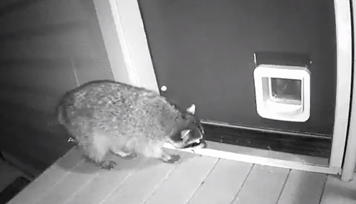 cat_vs_raccoon.png