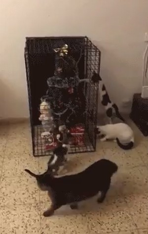 A_saved_Christmas_tree.png