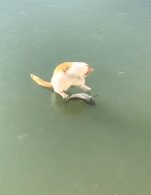 cat_on_ice.png