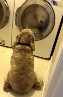 worrying_doggo.jpg