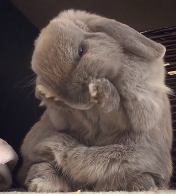soft_chubby_bunny.jpg