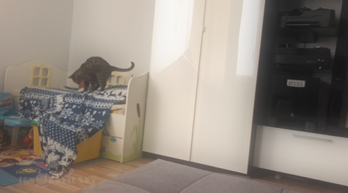 blanket_thief.png