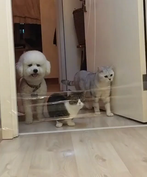 cat_logic_vs_dog_logic.png
