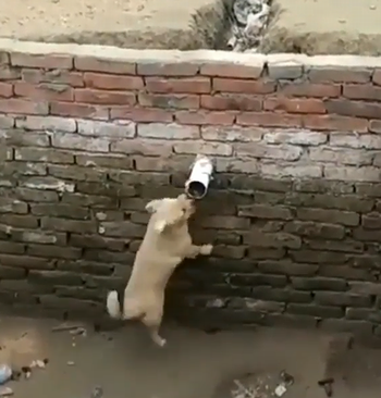 Barkour.png