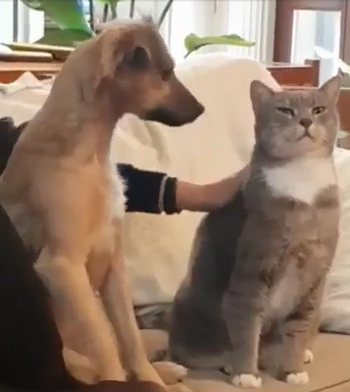 pet_the_kitty.png