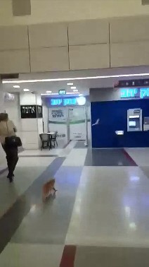 Cat_catches_bat_mid-air.jpg