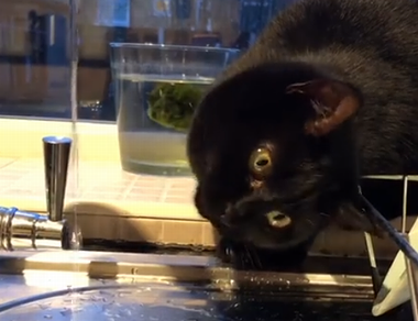 My_cat_is_broken.png