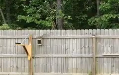How_you_get_rid_of_squirrels.png