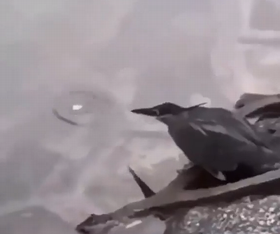 bird_uses_bait_to_catch_fish.png