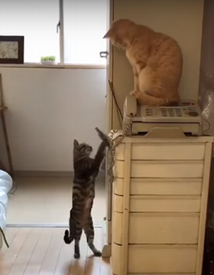Cat_Accidentally_Flings_Fish_Toy.png