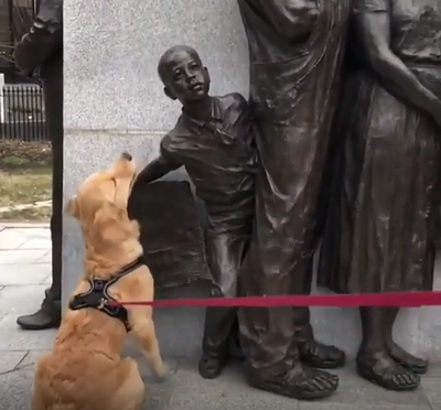 puppy_dont_understand.png
