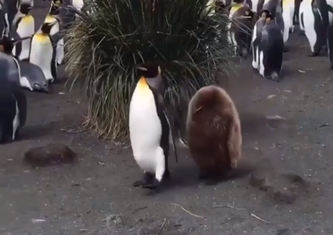 two_penguins.png