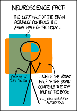 brain_hemispheres.png