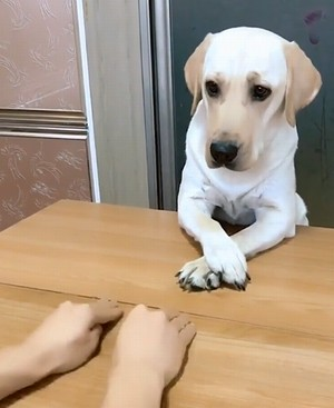 puppy_is_so_cute.png