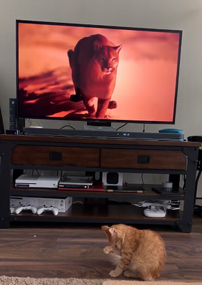 cat_god.png