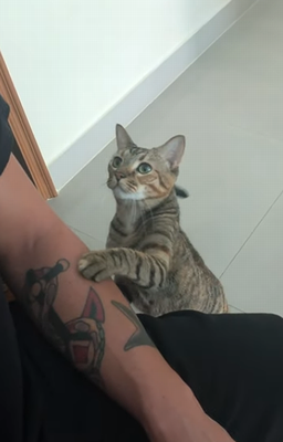 pet_me.png
