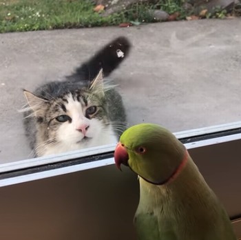 parrot_plays_peek-a-boo.jpg