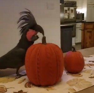 Parrot_throws_a_tantrum.jpg