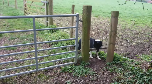 Dog_with_a_Stick_is_Stuck.png