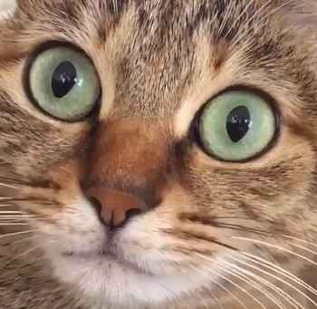 hiccuping_cat.png