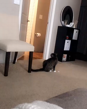 psycho_cat.png