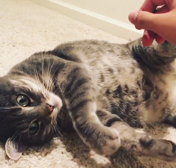 my_cat_likes_having_her_back_paw.png
