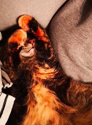 Do_not_Disturb_the_beast.png