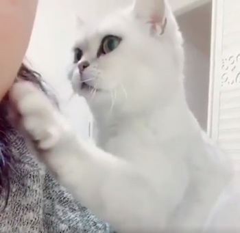 Most_affectionate_cat.png