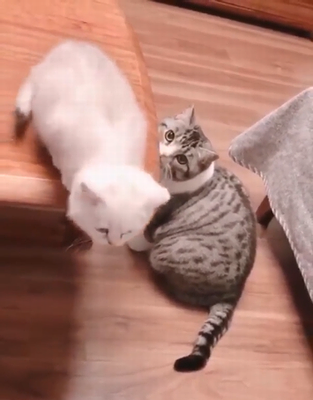 A_mothers_instincts.png