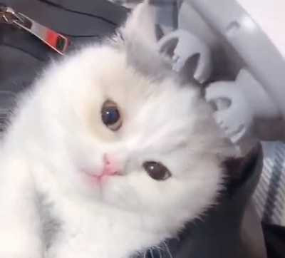 cat_and_massage_machine.png