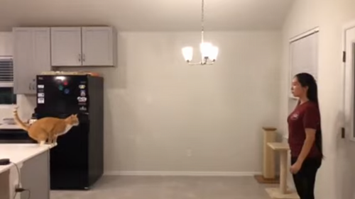 Cat_Takes_a_Huge_Leap.png