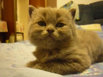 kitty_is_at_1p_battery.png