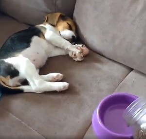 one_happy_puppy.png