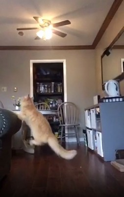 jumping_catch.png