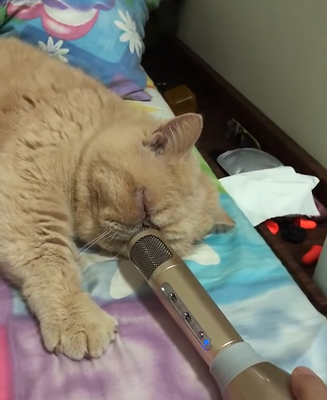 The_Smooth_Sounds_of_Snoring.png