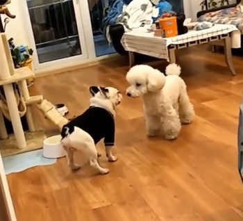 doggo_dance.png