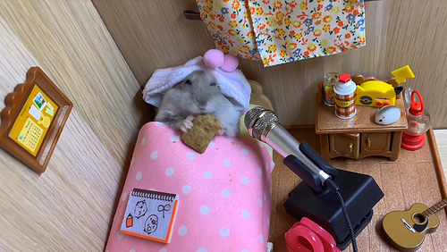 cute_humster_video.png