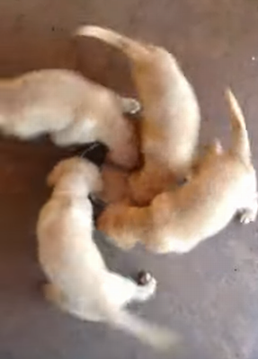Hurricane_dogs.png