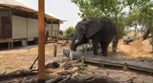 Young_Elephant.png