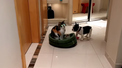 puppy_and_cat.png