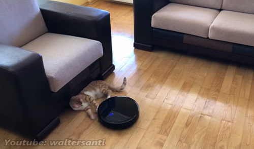 clean_cat.png