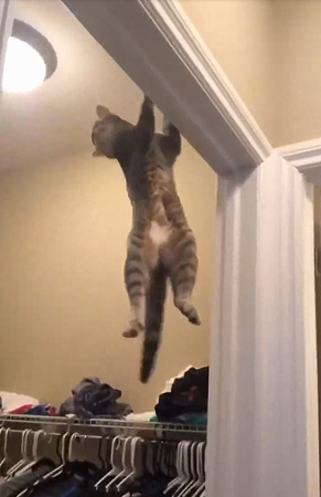 cat_is_a_unit.png