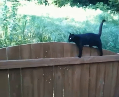 Weird_fence.png