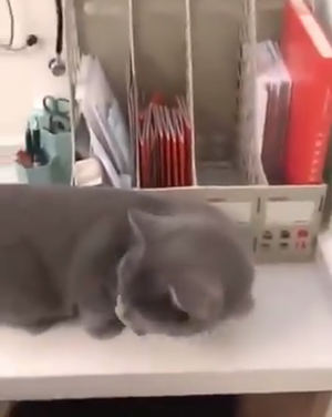 The_vet_will_not_find_me.png